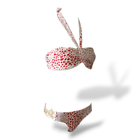 Biquini Adriana Degreas Estampado - G 